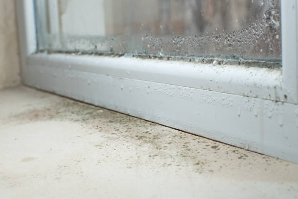 Trusted Mount Pleasant, WI Mold Removal Experts